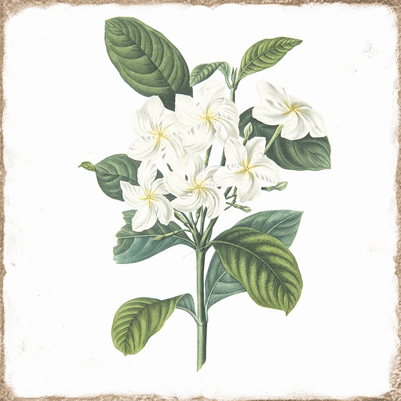 Antike Wandfliese Retro-Dekor Blumen weiße Blüte Forli Flower