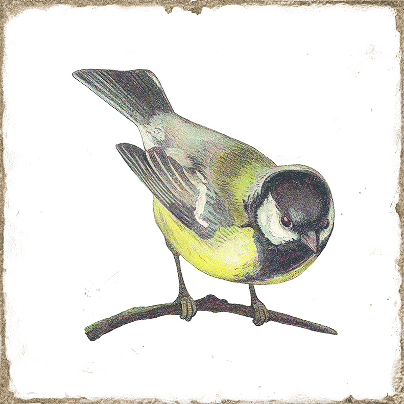Antike Wandfliese Retro-Dekor Shabby-Chic weiß Kohlmeise 15x15 cm Forli Birds