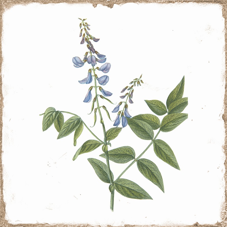 Antike Wandfliese Retro-Dekor Blumen blaue Blüte Forli Flower