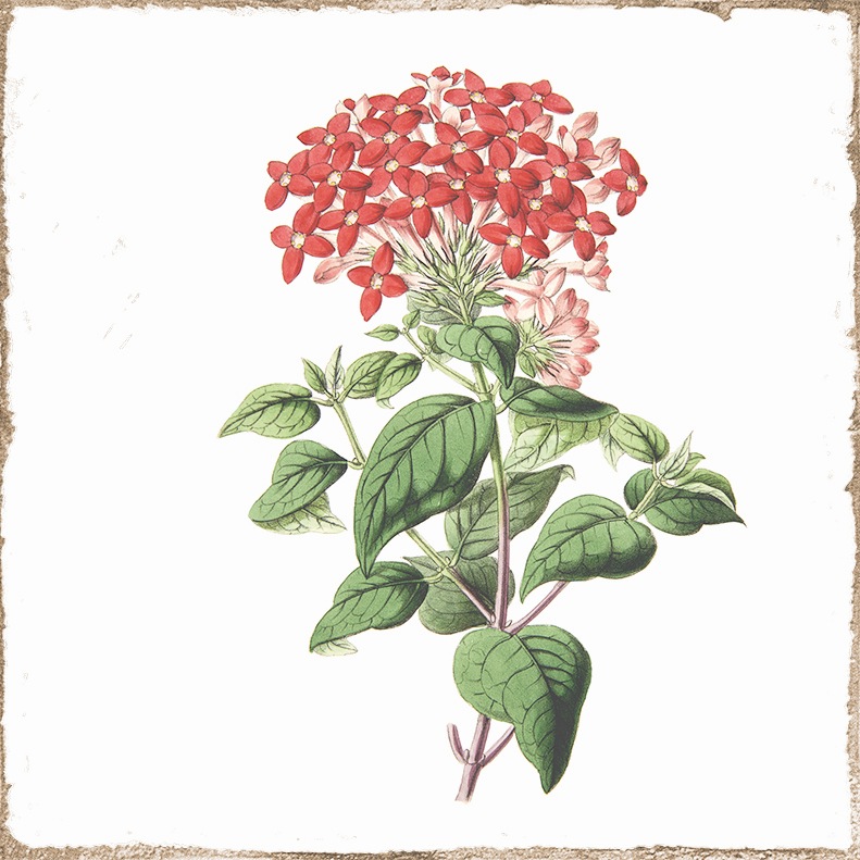 Antike Wandfliese Retro-Dekor Blumen rote Blüte Forli Flower