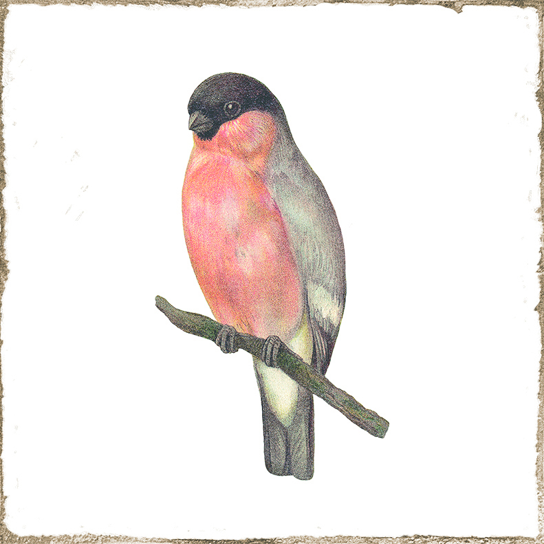 Antike Wandfliese Retro-Dekor Shabby-Chic weiß Gimpel 15x15 cm Forli Birds