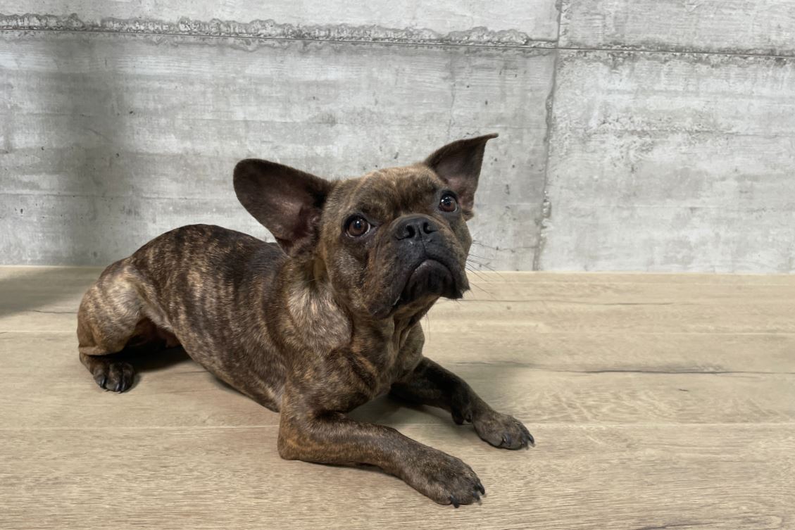 Fini-fliesen-hunde-bulldogge-franzoesisch